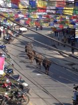 power lines and buffalo on the streets of Pokhara